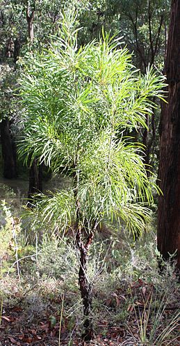 Persoonia longifolia